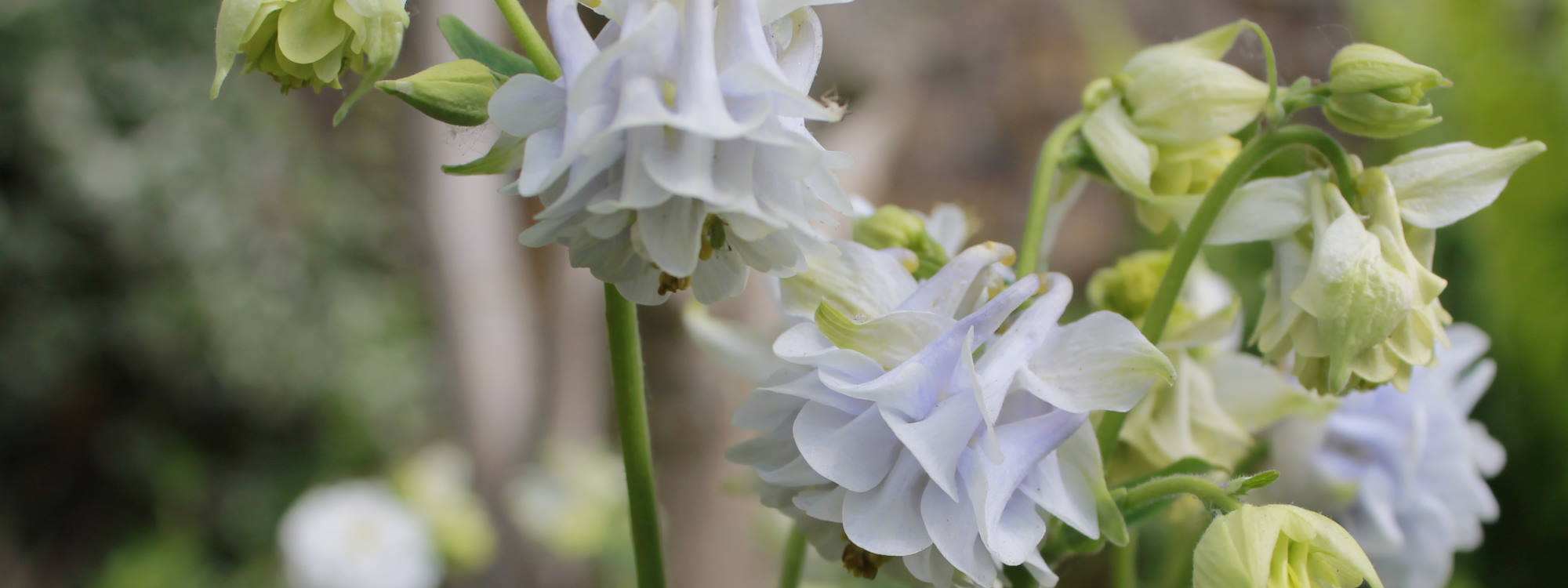 Locally grown, seasonal, British cut flowers from Greenfinch and Robin