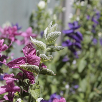Bunches of locally grown British cut flowers from Faversham, Kent - Greenfinch and Robin