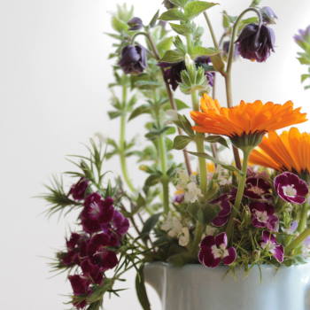 Cut flowers without the carbon footprint from Faversham, Kent - Greenfinch and Robin