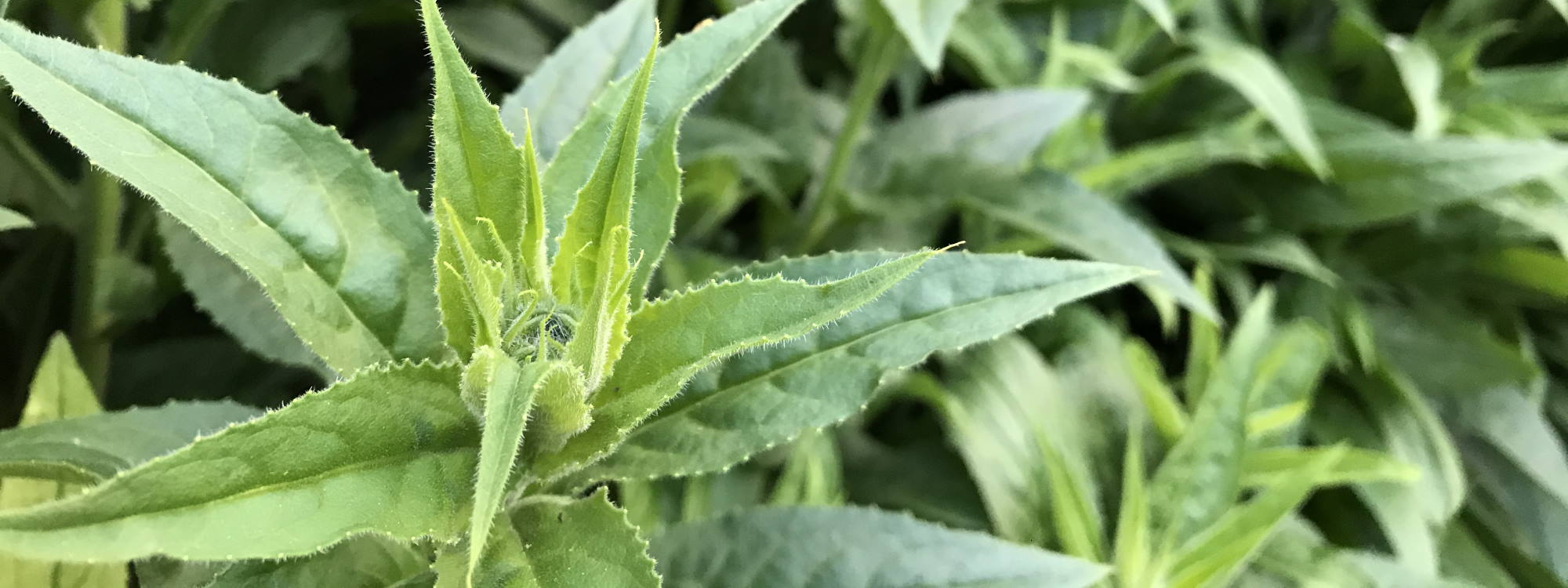 Our Sustainable Practice at Greenfinch and Robin